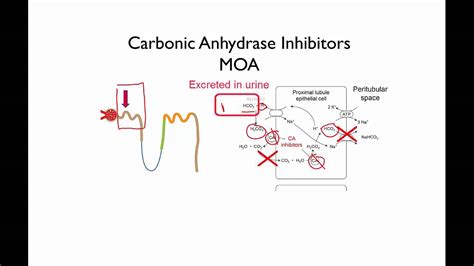 carbonic anhydrase inhibitor mode of action